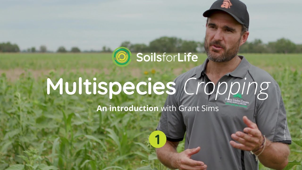 Multispecies Cropping 1: An introduction with farmer Grant Sims