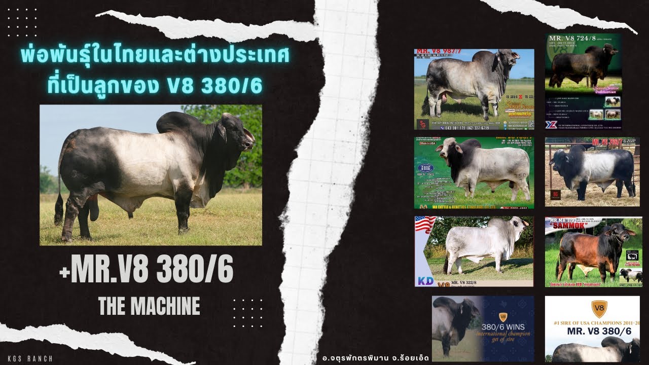 +Mr. V8 380/6 The Machine   ลูกของเขาที่เป็นพ่อพันธุ์ในต่างประเทศและในไทยมีตัวไหนบ้าง