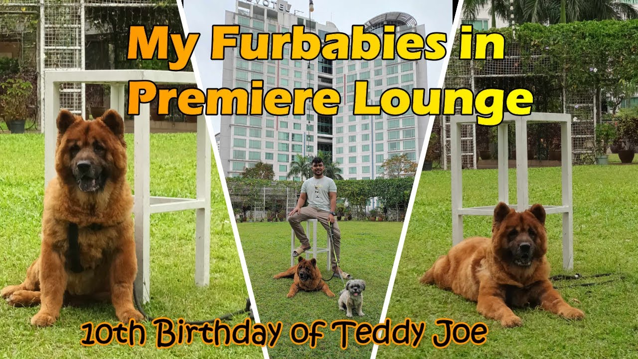 Happy 10th Birthday Teddy Joe, my son Chowchow 🐾🎉