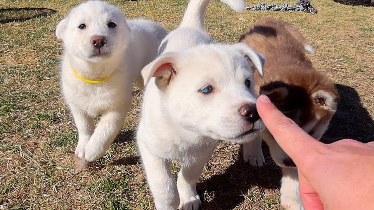 Playing Tag With A Litter of Husky Puppies