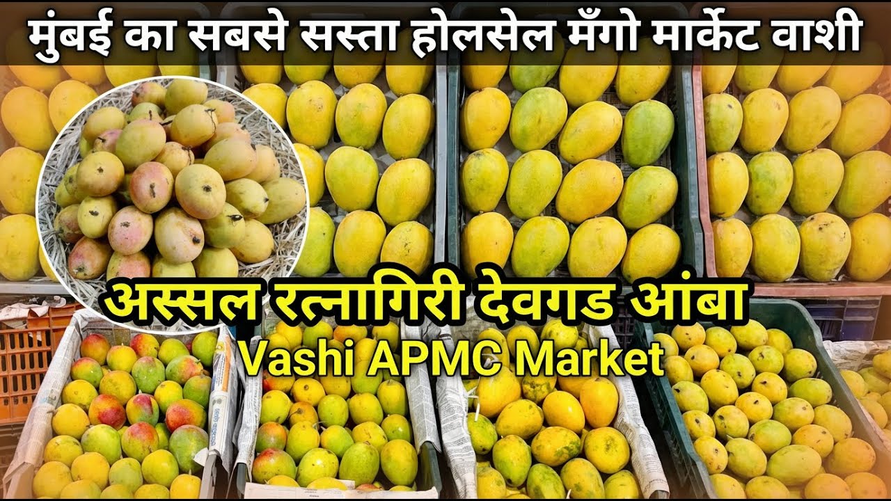 Vashi Apmc Mango Market | Mumbai Vashi Mango Market | Wholesale Mango Market In Mumbai