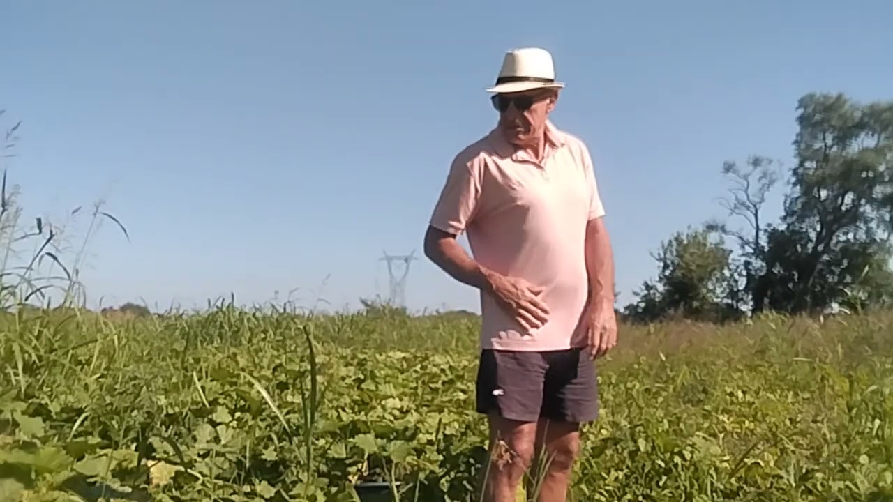 Segunda época de siembra de zapallos en forma orgánica en La Granja Don Alejandro