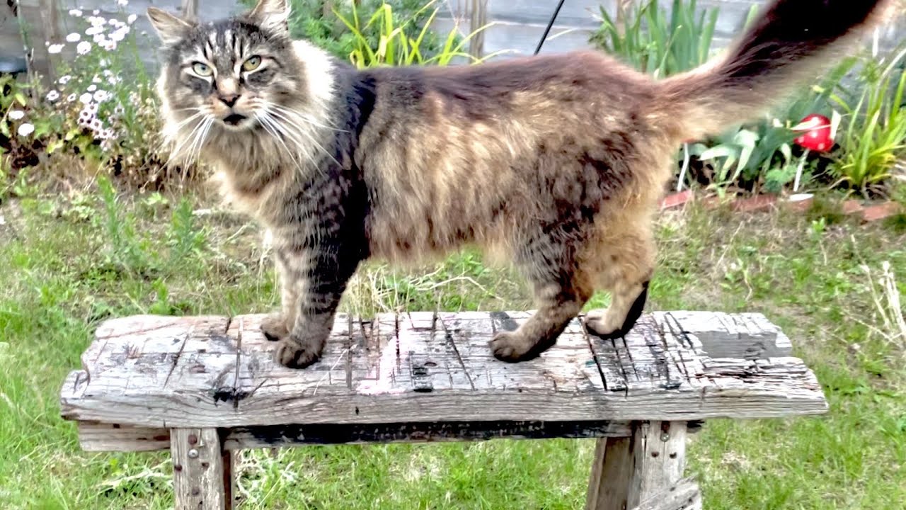 A magnificent garden lion