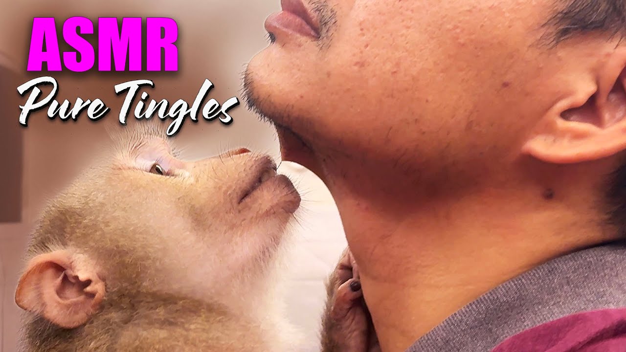ASMR Monkey (So Satisfying) | Pure Tingles & Deep Sleep Triggers