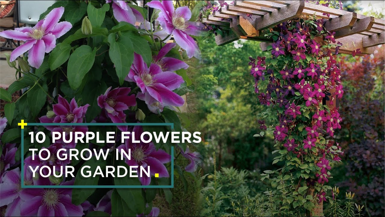 10 Best Purple Flowers to Grow in Your Garden || Purple Flowers Garden