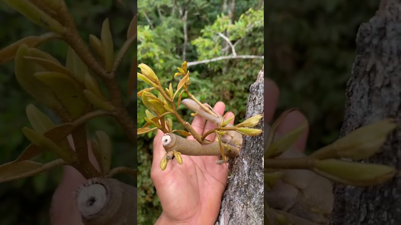 Cara Baru Top Working Durian #grafting