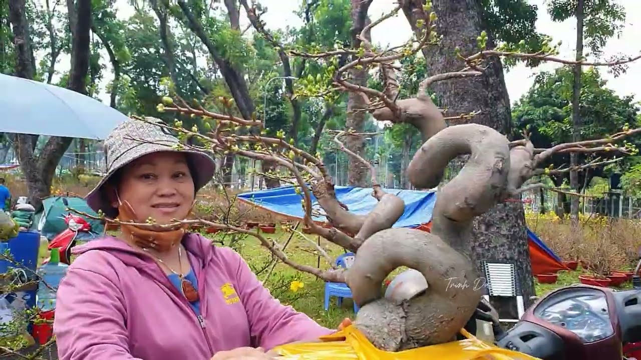 CÂY MAI VÀNG hơn NỬA TỶ khách nhìn nụ là mê, xuất hiện nhiều giống Mai lạ đủ màu sắc