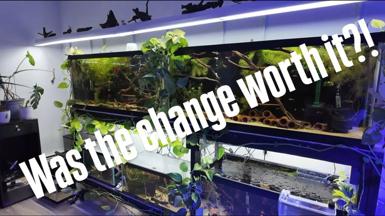 Update on the NEW fish room
