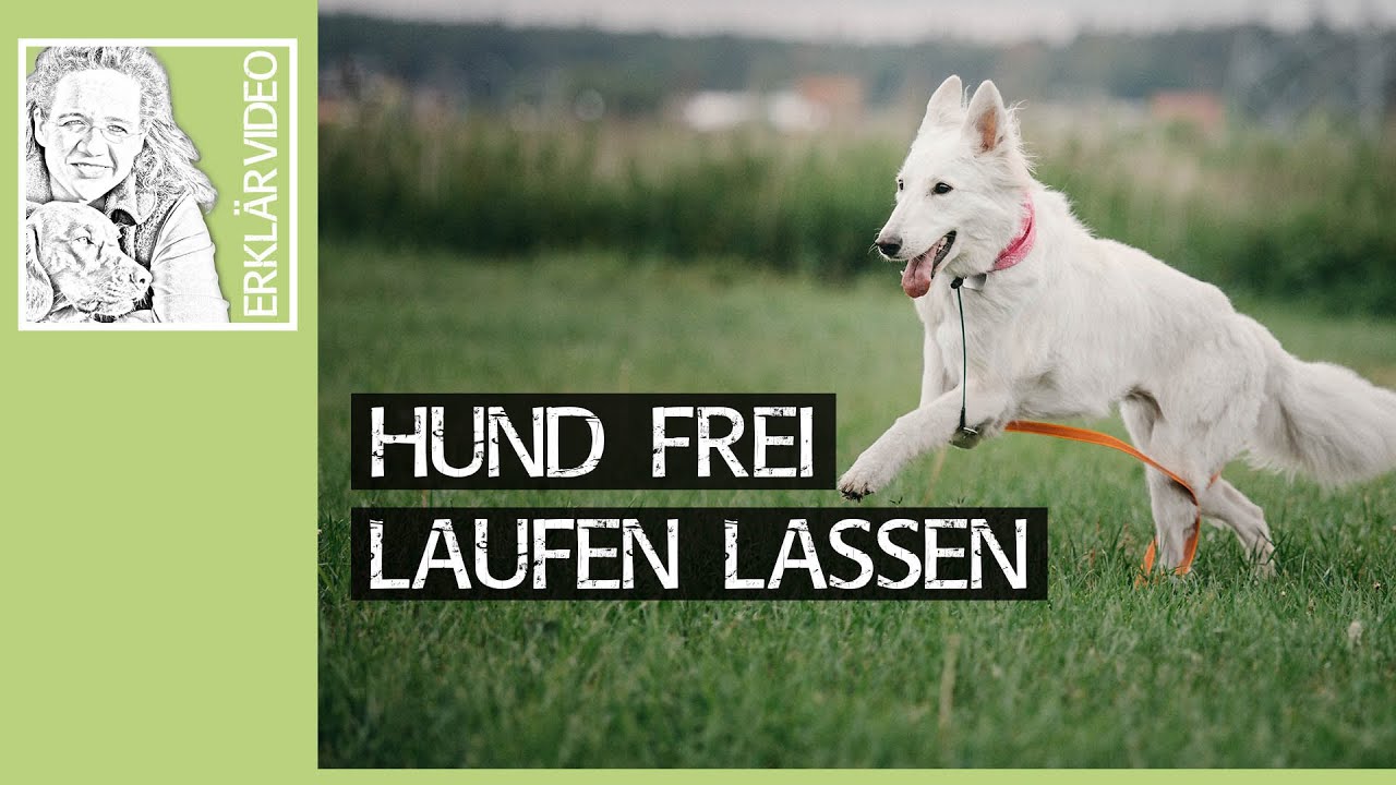 Hund frei laufen lassen ➡️ Meine neuen Gedanken zum Hunde Freilauf ➡️ Erklärvideo 🐩🐶✔️