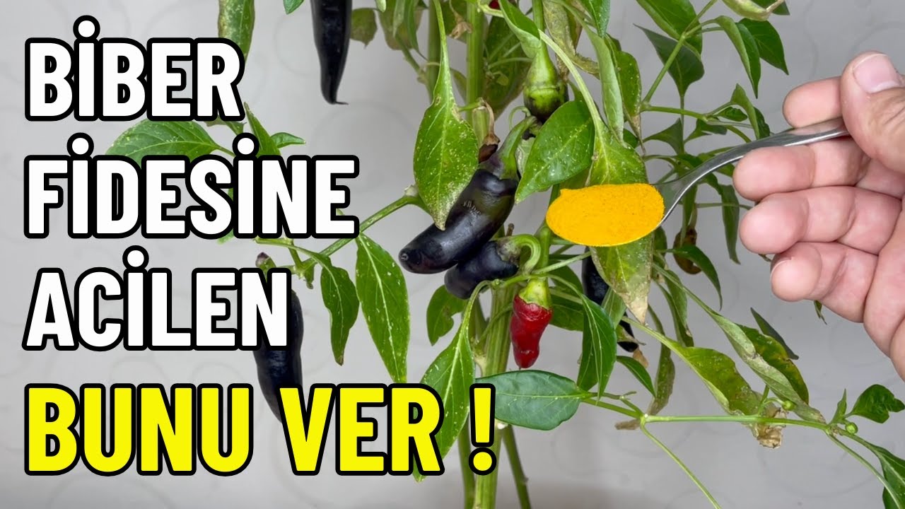 Yaz Kış Ürün Vermeye Devam Eden Biber Fidesi Nasıl Yetiştirilir ?