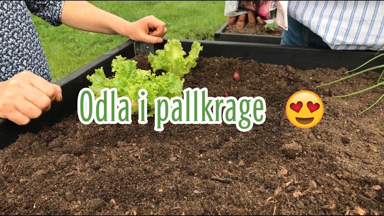 VLOGG: Odla i pallkrage
