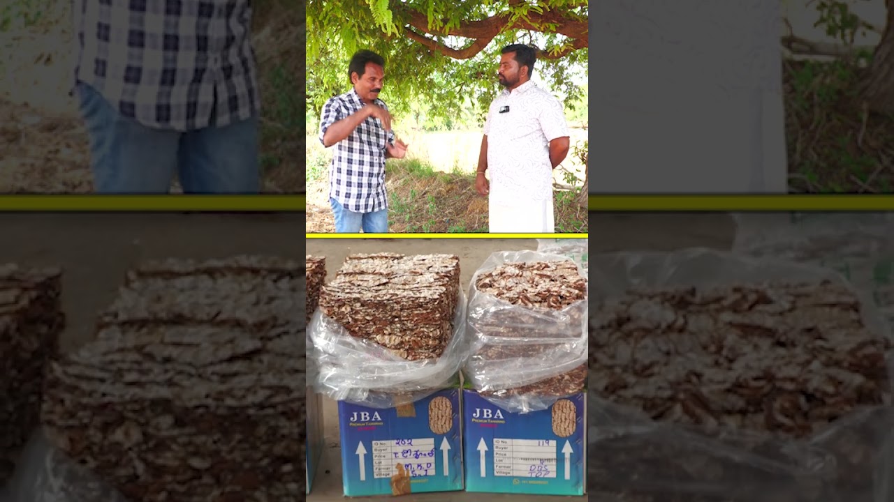 2 చింతచెట్లు.. ఏటా 60 వేల ఆదాయం #farming #agriculture #Raithunestham @Raitunestham