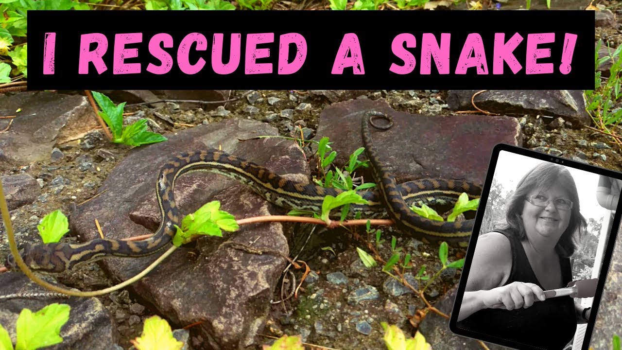 I rescued a baby snake | Coastal Carpet Python | Snakes of Australia |