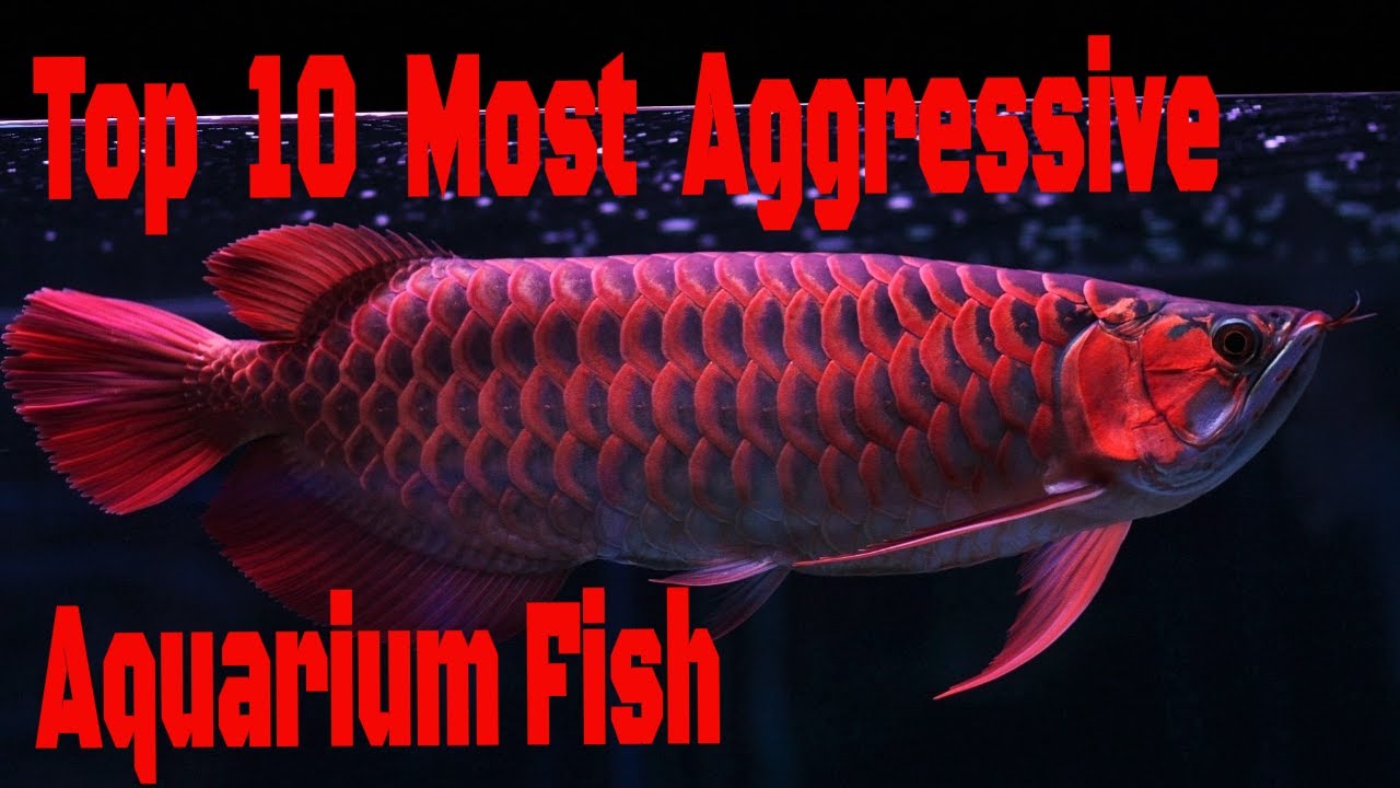 Top 10 AGGRESSIVE Aquarium Fish