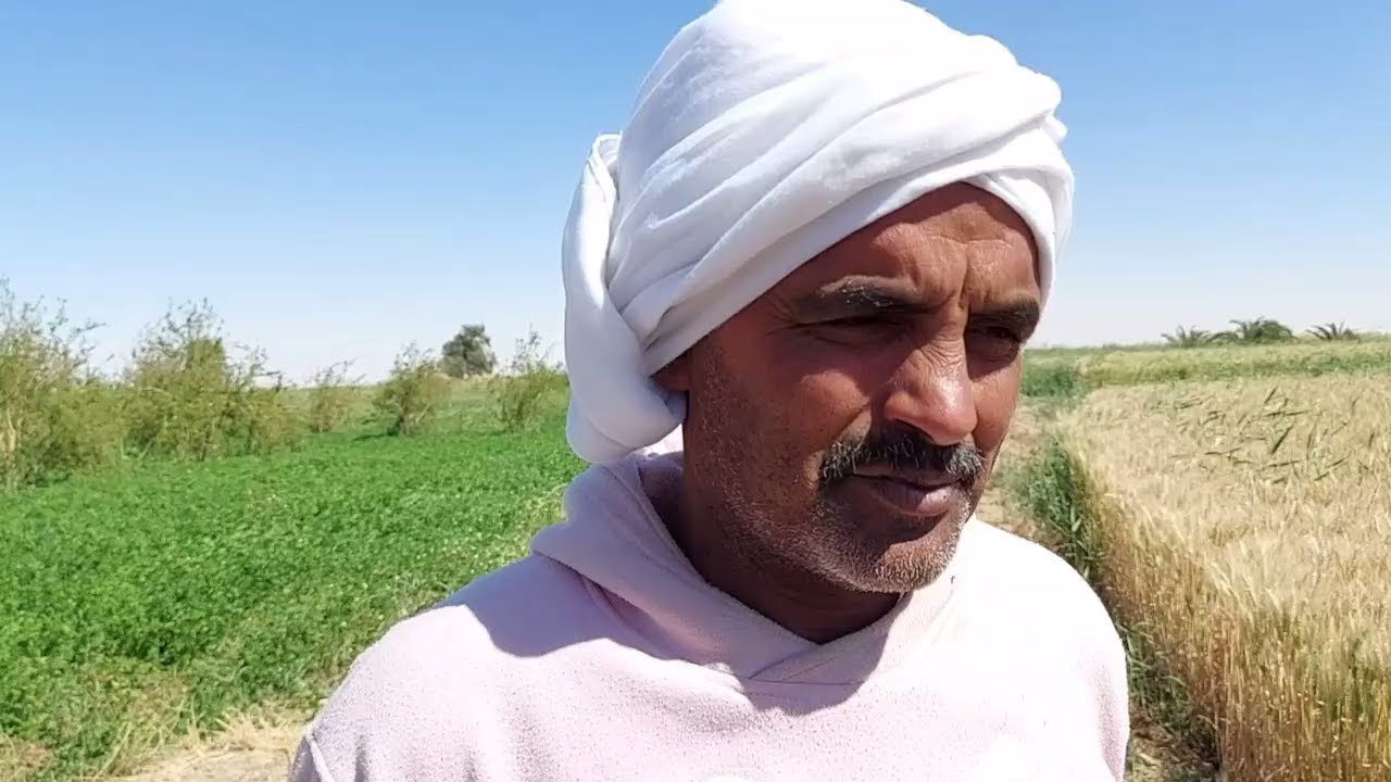 دراسة جدوى لزراعة القمح فى الفرافرة الوادى الجديد / تكلفة الزراعة والانتاجيه