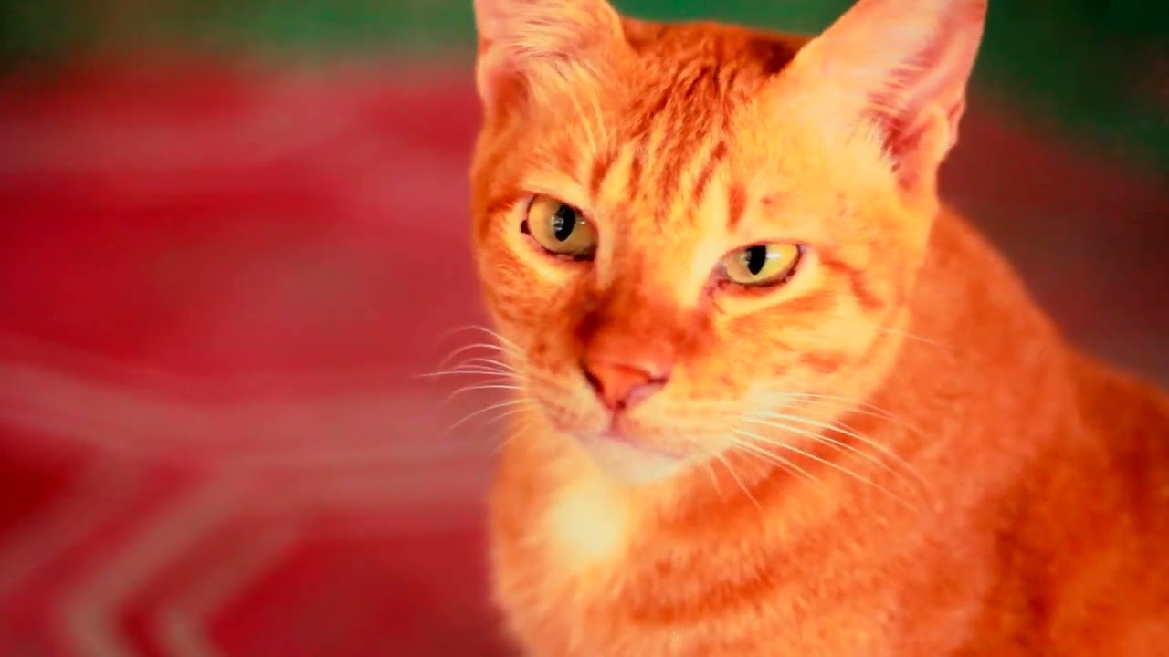 PETS (Shot on Canon 7D)