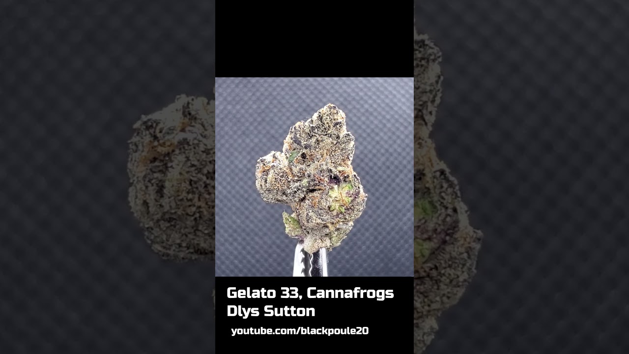 GELATO #33 - Cannafrogs / Dlys Sutton  - 24 % THC - #zoombud #shorts