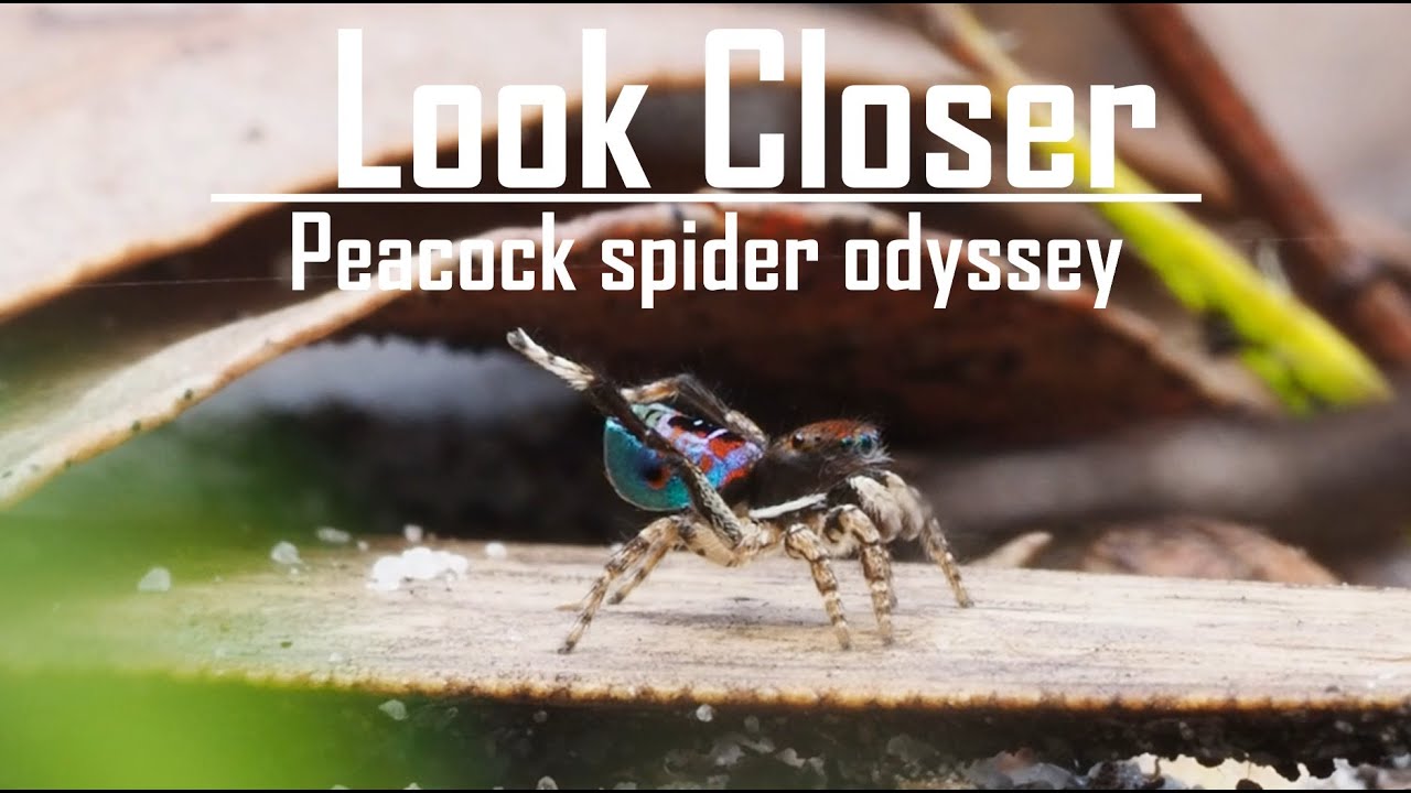 Peacock spider odyssey  - Field trip with Aussie Macro Photos