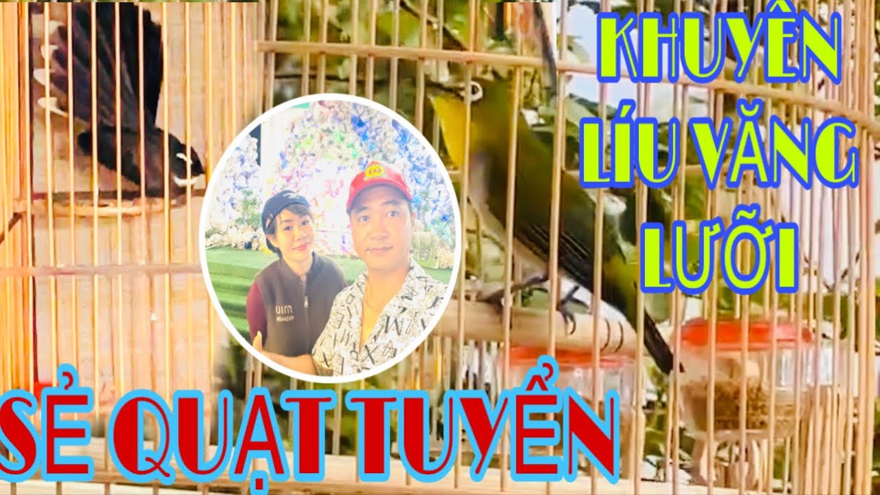 KHUYÊN LÍU TOÁC MỎ — VĂNG LƯỠI — NGẬM MỎ CHẮC CHẾT— SẺ QUẠT TUYỂN VÍP ĐẸP#chimcanhphuonghieu 
