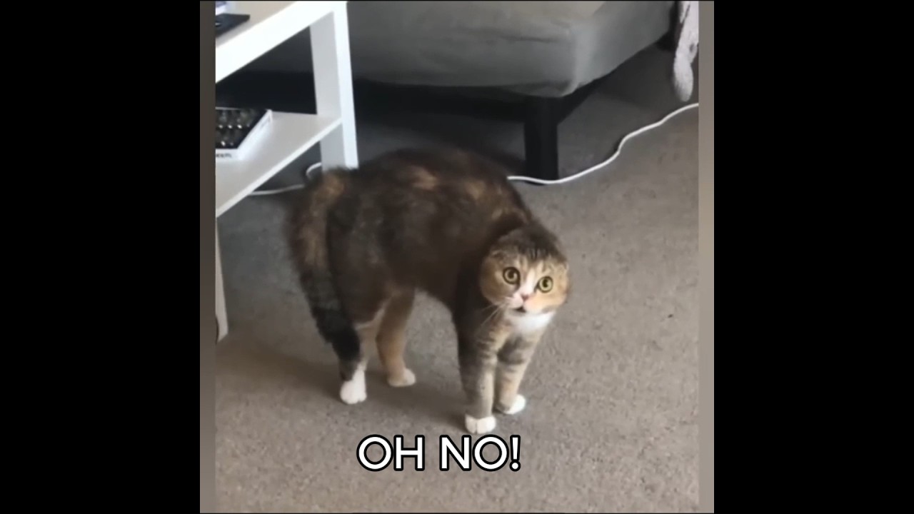 Laughing Meds funny CATS  YOU LAUGH YOU RESTART