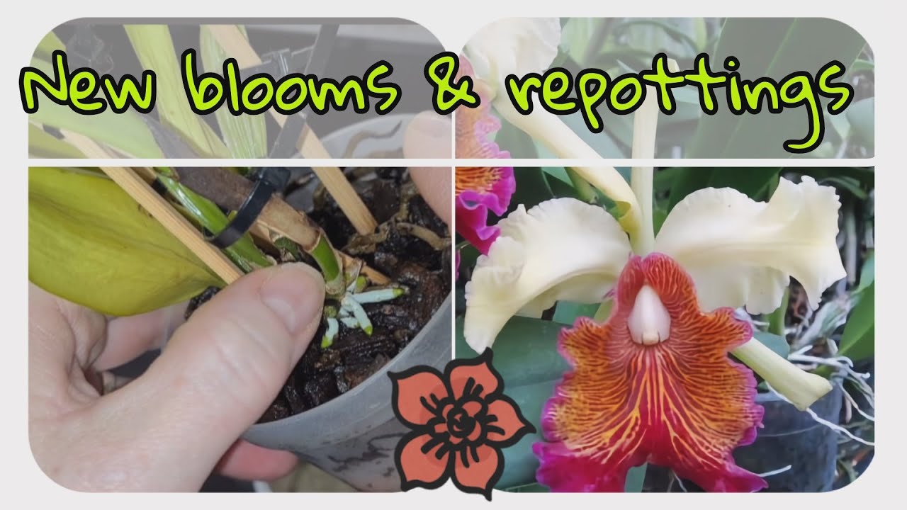 💞 NEW Orchid blooms and cattleya dowiana aurea repotting  etc