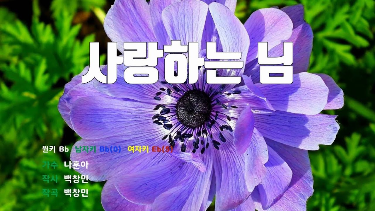 [은성 반주기] 사랑하는님 - 나훈아