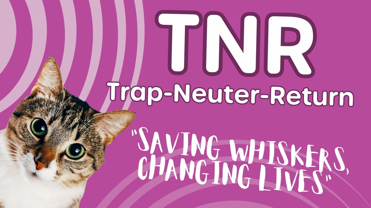 TNR (trap-neuter-return) a humane solution to the stray and homeless cat population.