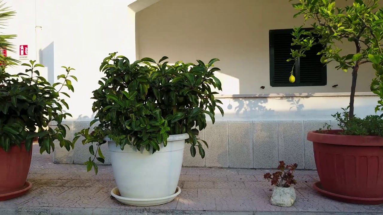 Villaggio Piccola America - Vacanze a Vieste