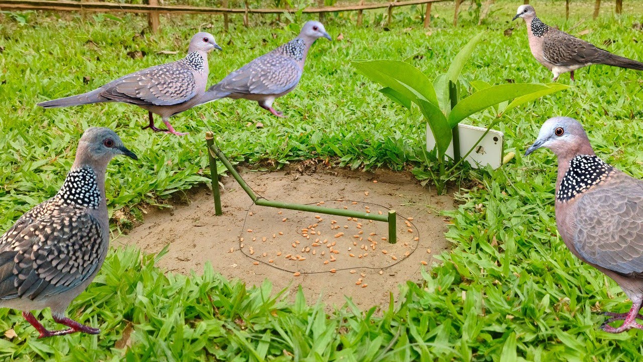New bird trap and big forest #trap #new #nature #funny #birds