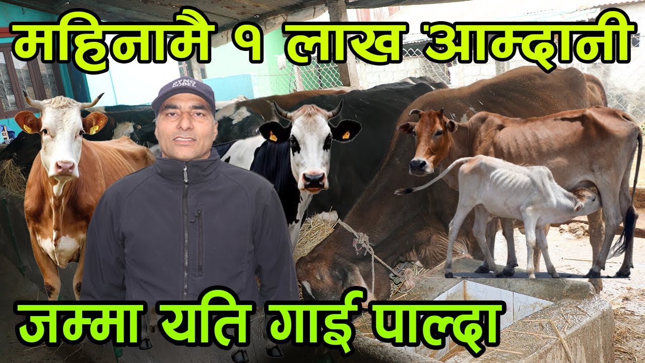 गाई पालेर महिनाको एक लाख आम्दानी ! कति होला नाफा ? ||kiranpaudel