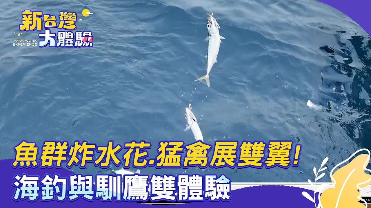 【新台灣大體驗】魚群炸水花、猛禽展雙翼！海釣與馴鷹雙體驗｜廖慶學 2025.04.26 完整版