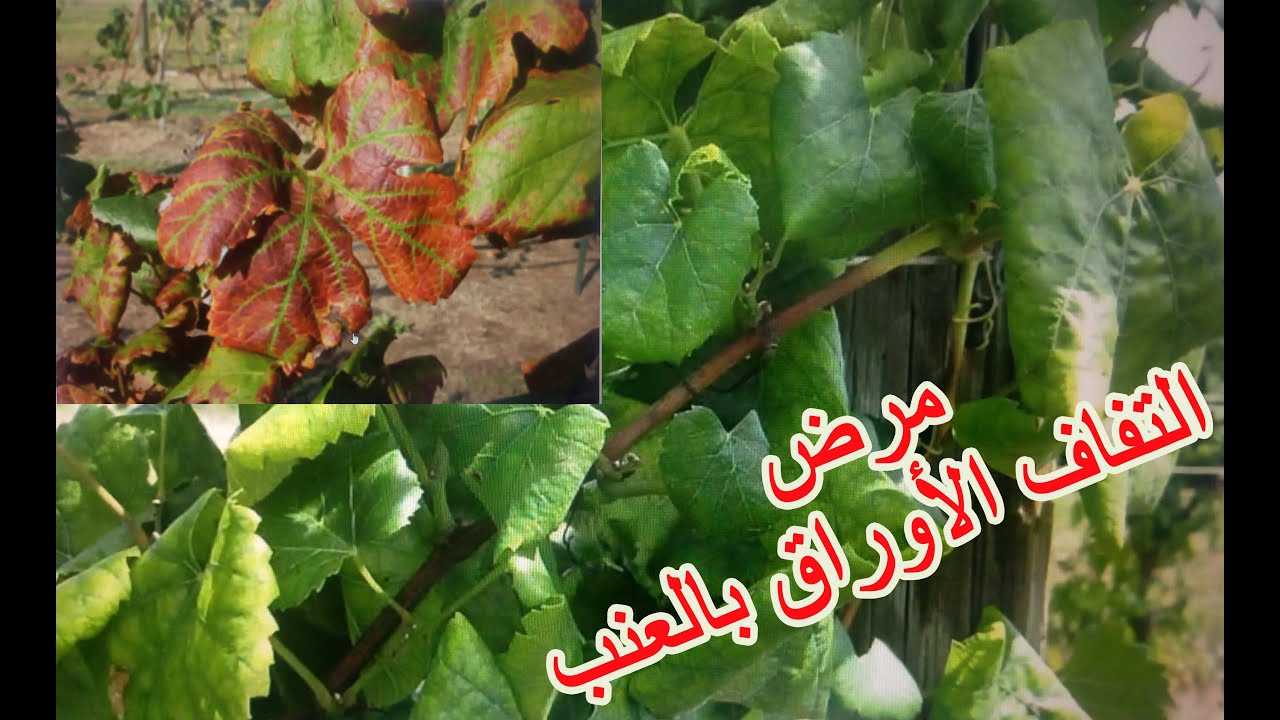 تعرف على خطورة مرض التفاف اوراق بكرمة العنب Grapevine Leafroll Virus.