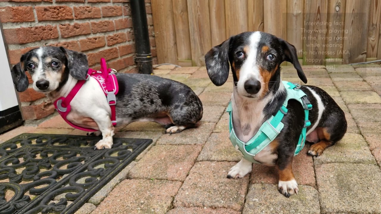 Hurtta Weekend Warrior and Ruffwear Hi and Light - Dachshund / Teckel