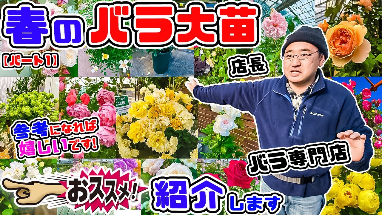 【バラ大苗購入のお役立ち情報!】スゴい数のバラ大苗をご紹介します🌹 パート1【高木大輔さん】