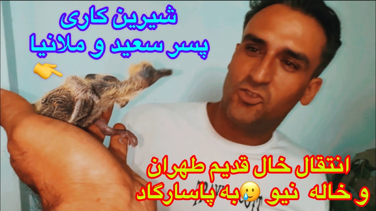 انتقال خال قدیم طهران از طبقه ۴به پاسارگاد/پلاک اندازی جوجه ها/حرکات عجیب حشمت/تاثیرگذاشتن جعبه/مشهد