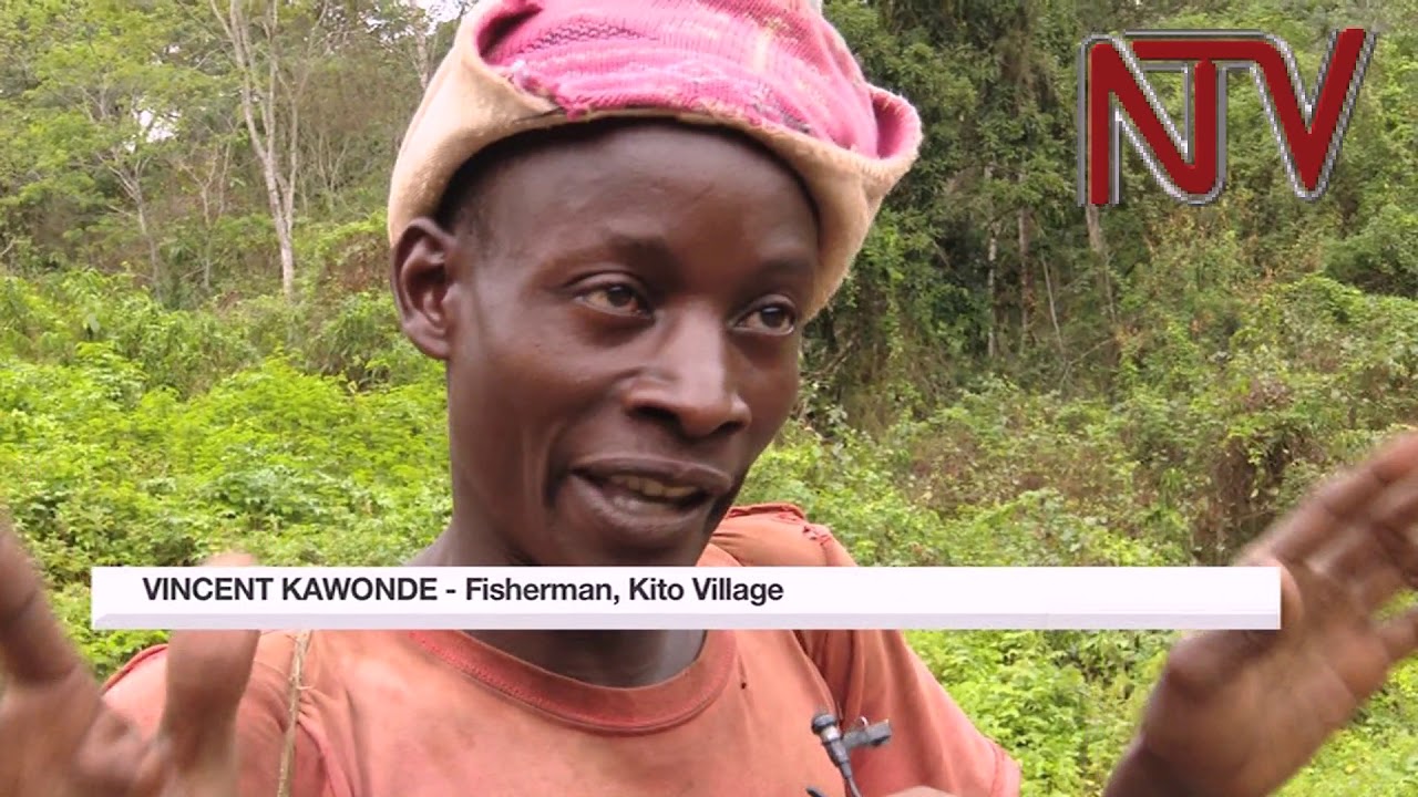 NTV PANORAMA:  SCOUL Sugar factory destroying River Musamya in Buikwe