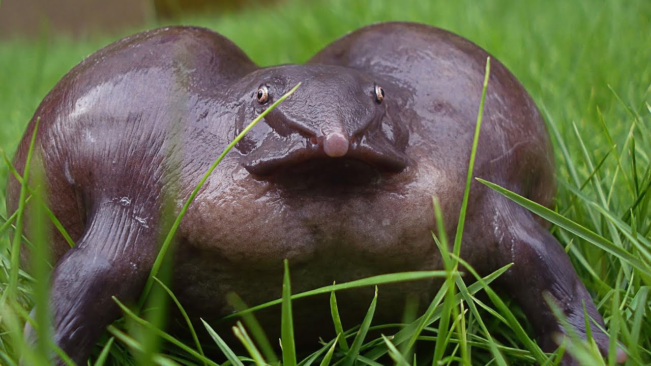 Purple Frog's life | Mutant's planet | In Hindi | Indian western ghats | ANIMAL Kingdom