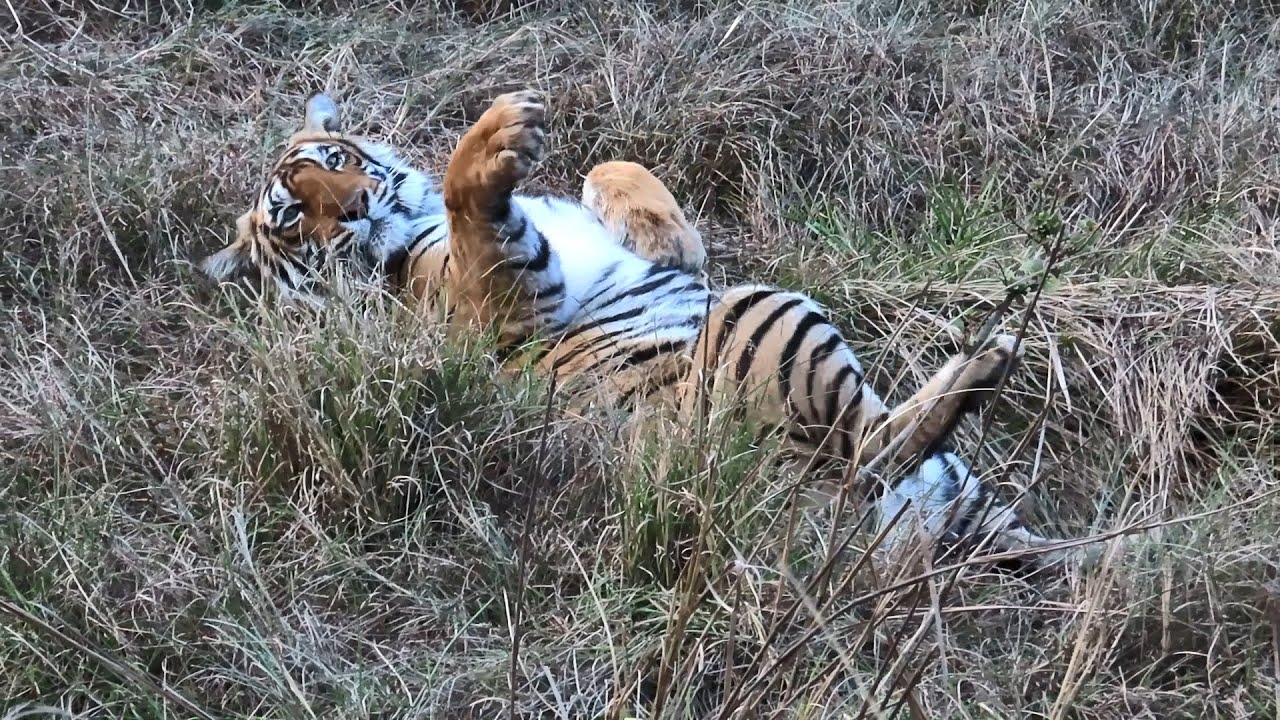 How wild Animal Babies Live in Indian Forests.