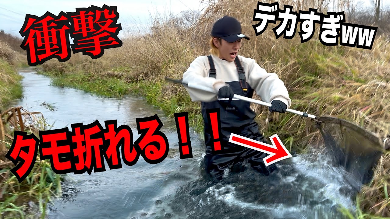 【衝撃】がさがさ中に網が折れるほどの
