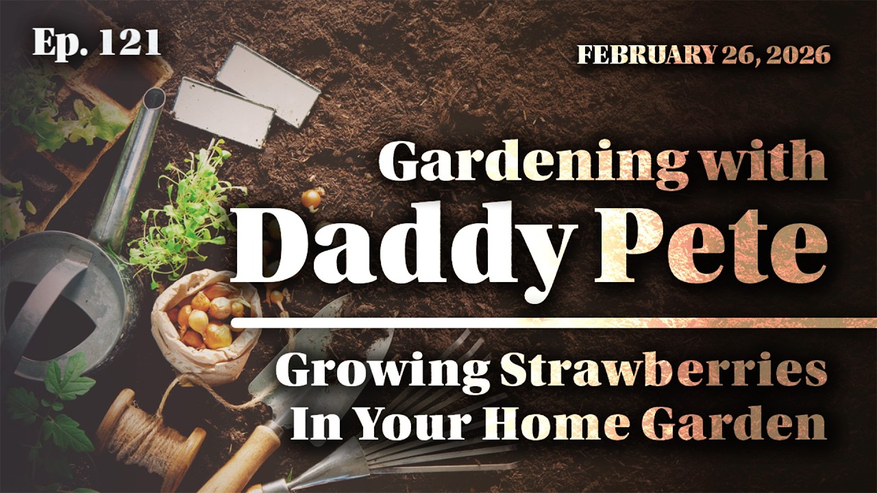 Gardening with Daddy Pete: Growing Strawberries In Your Home Garden - Ep. 121 - February 26, 2026