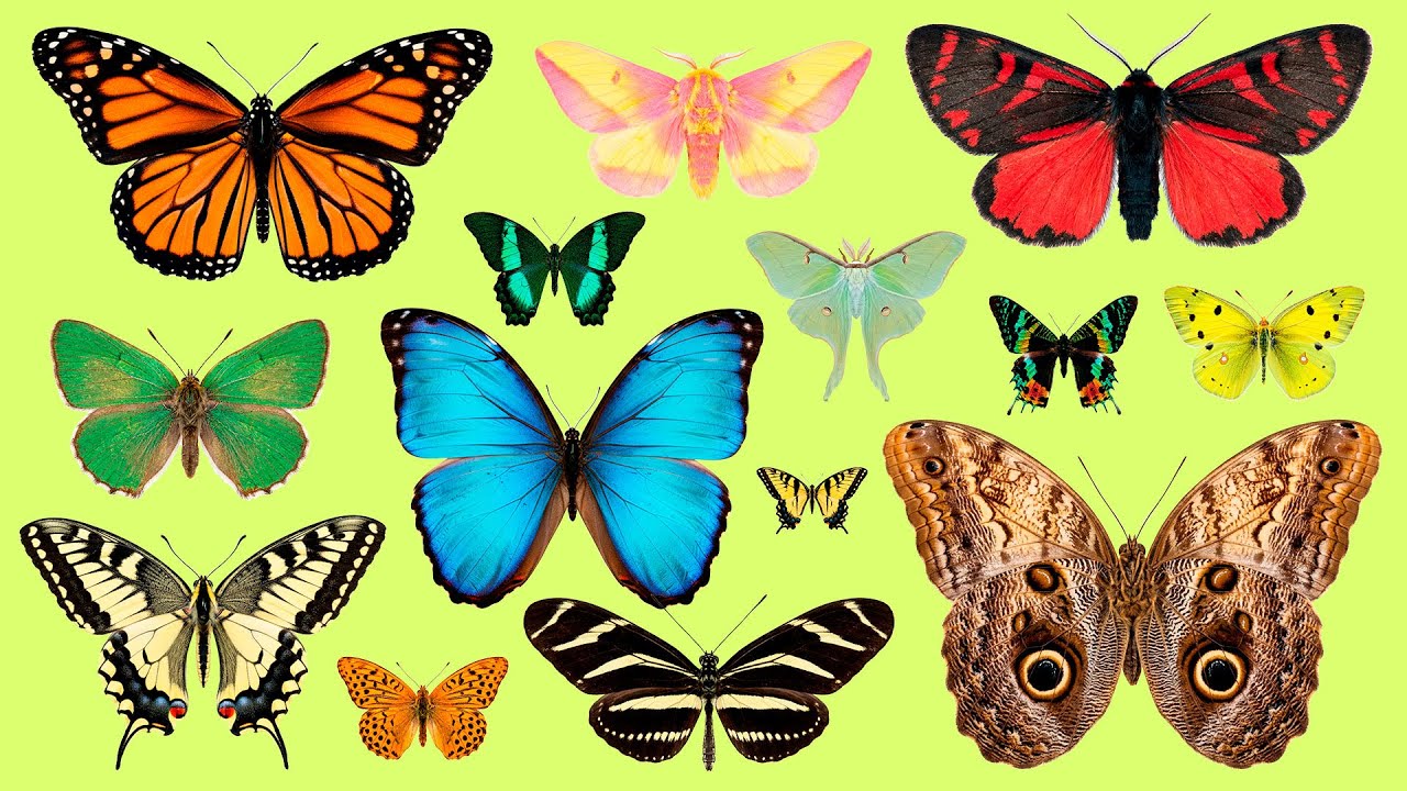Learn Japanese Butterfly Names 🦋 | Listen & Repeat with Kana + Romaji