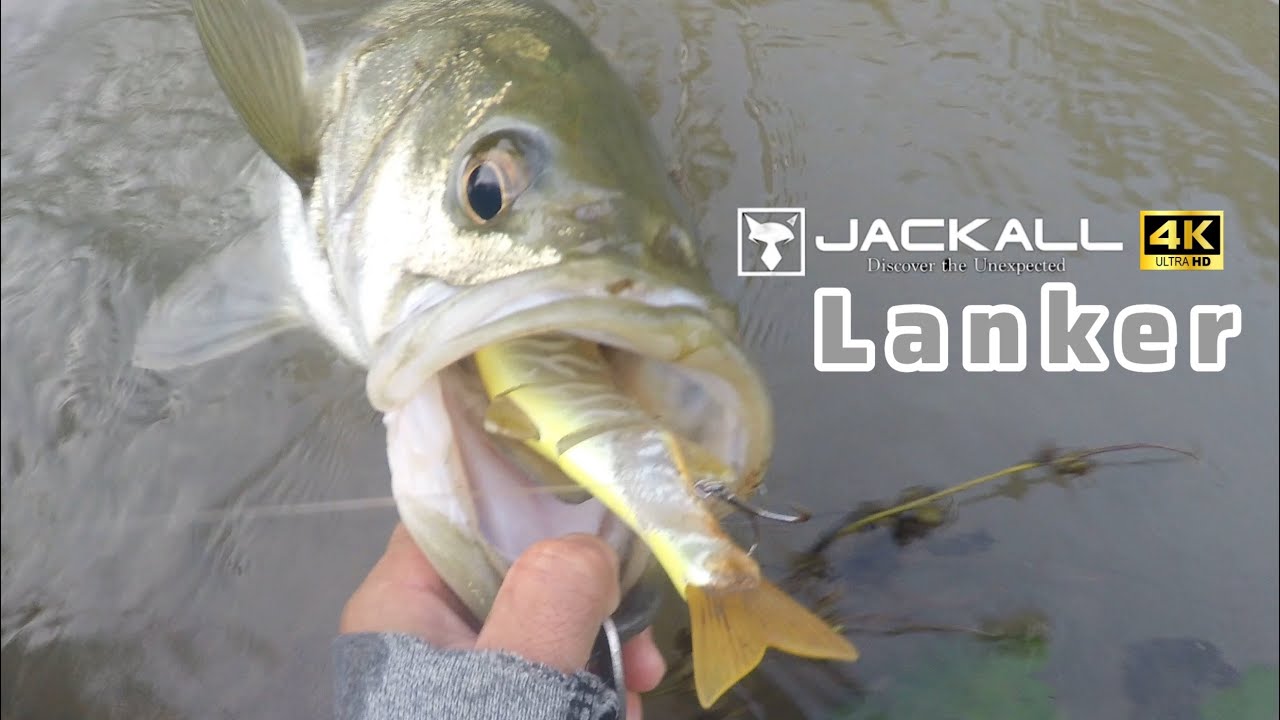 【衝撃映像】晩秋のビッグベイトシーバスで用水路のデイランカーシーバス捕獲！I caught a huge sea bass when fishing with a big lure!