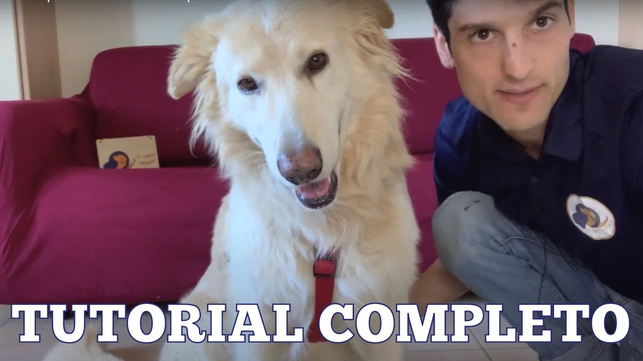Come mettere la pettorina al cane in tranquillità e senza stress