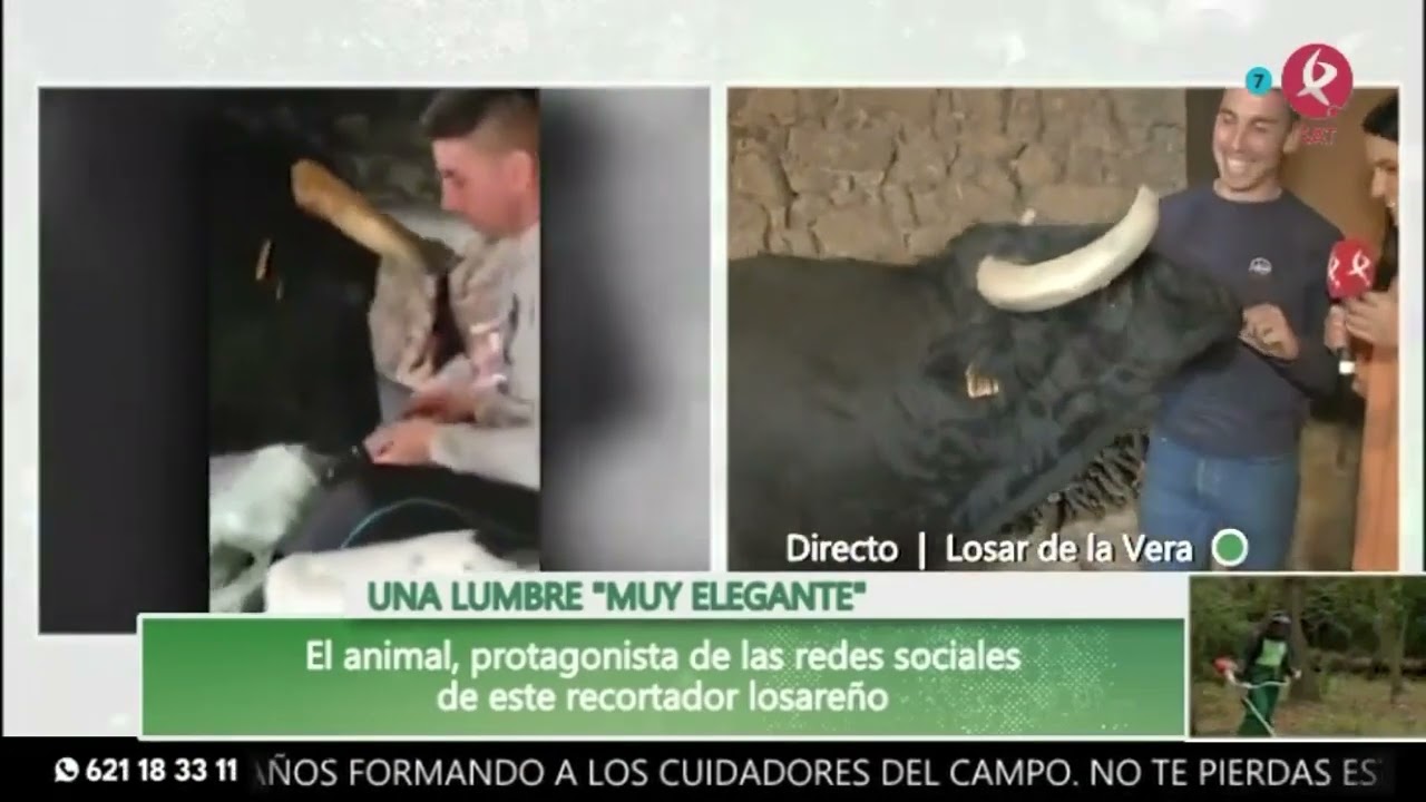 Elegante, el toro bravo más manso del mundo | Dos de Tarde