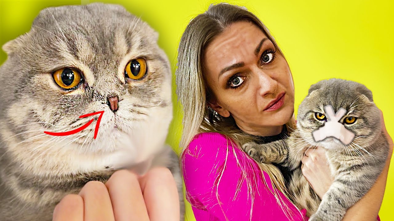 💉Operatie PLASTICA la NAS 👃 Rinoplastica pisicii 🐈 Gucci a fost operat