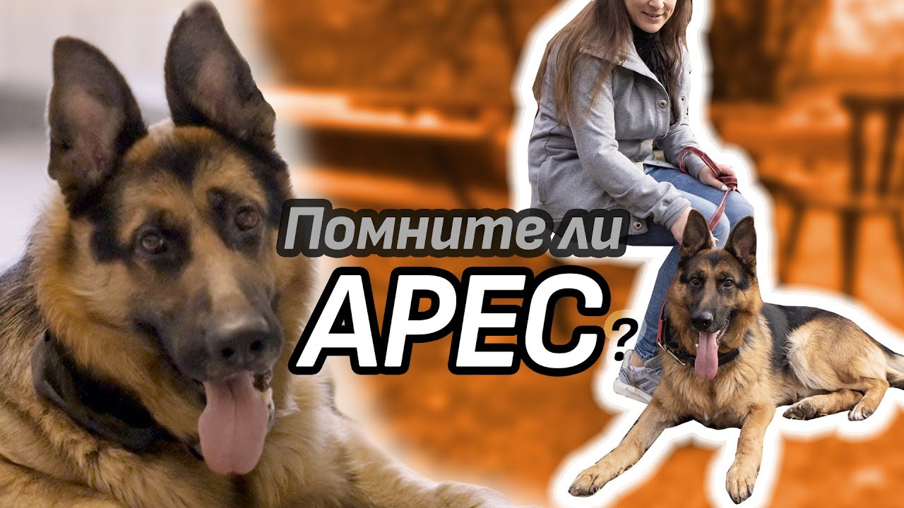 АРЕС | Осиновители и осиновени #dogrescue #animalrescuesofia