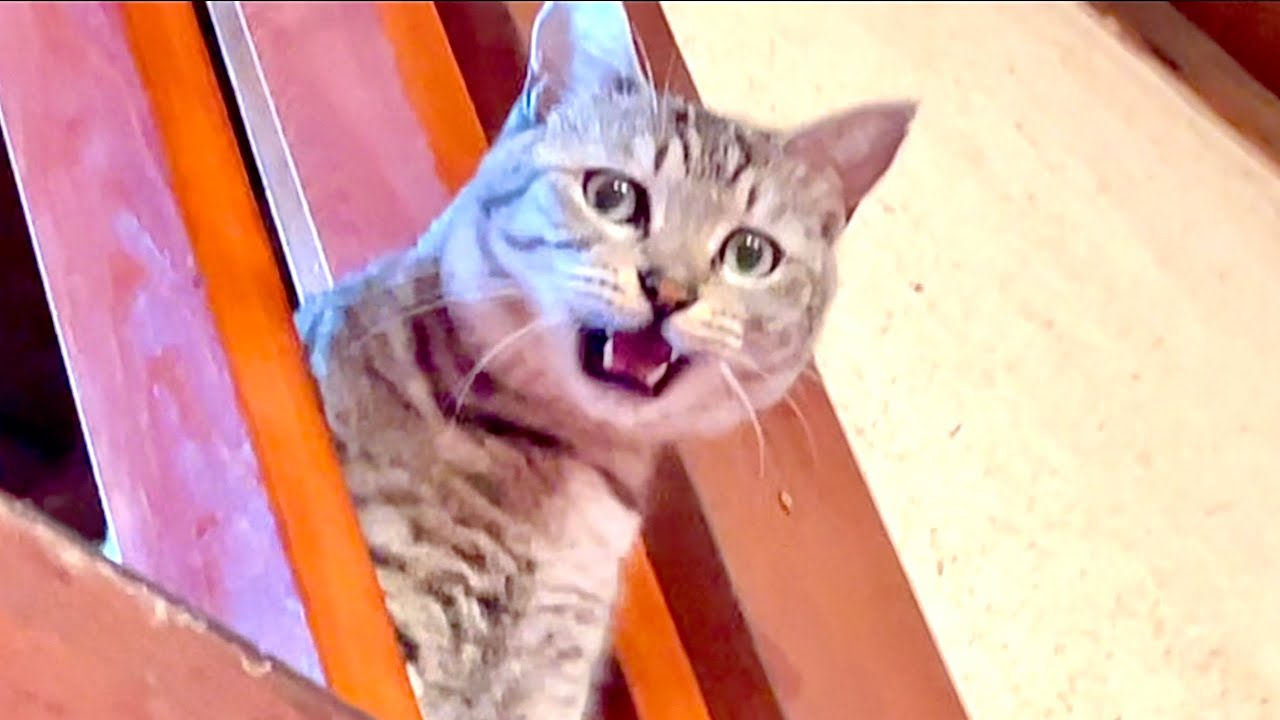 Кошка пыталась мне что-то сказать.