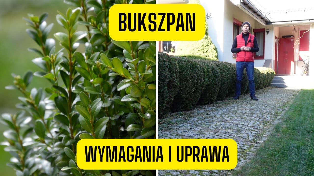 Bukszpan &ndash; wymagania i uprawa. Jak uprawiać gryczpan i gryszpan?