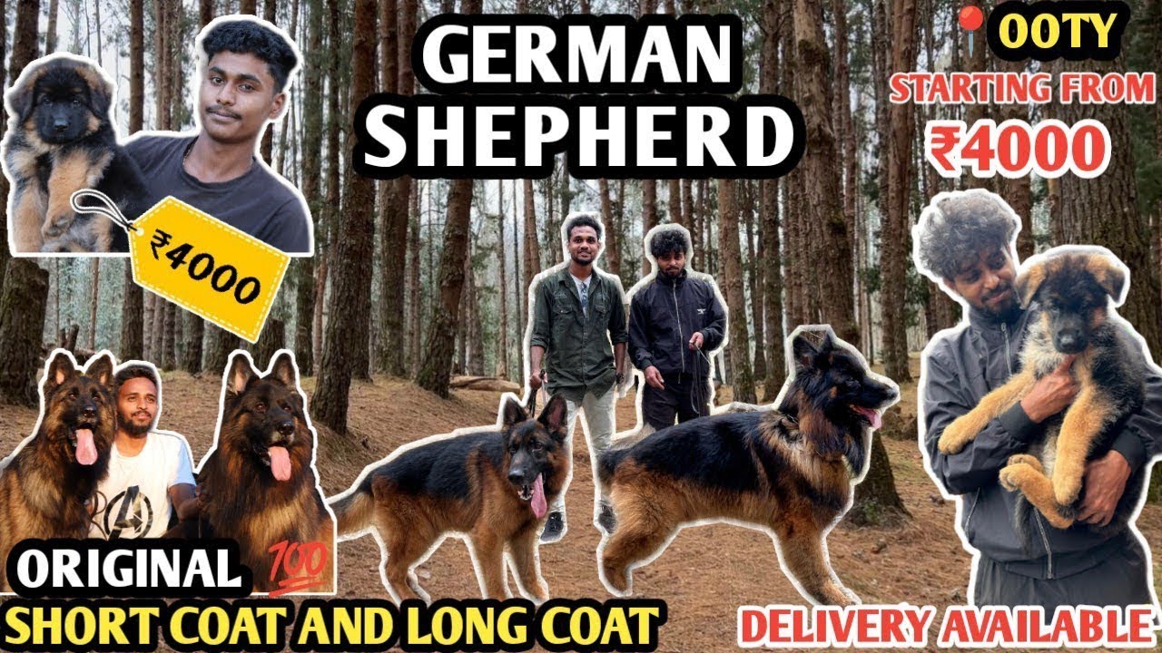 ரூ.4000 முதல் OG German Shepherd Dogs Sale|Long coat and short coat available|#germanshepherd |OOTY