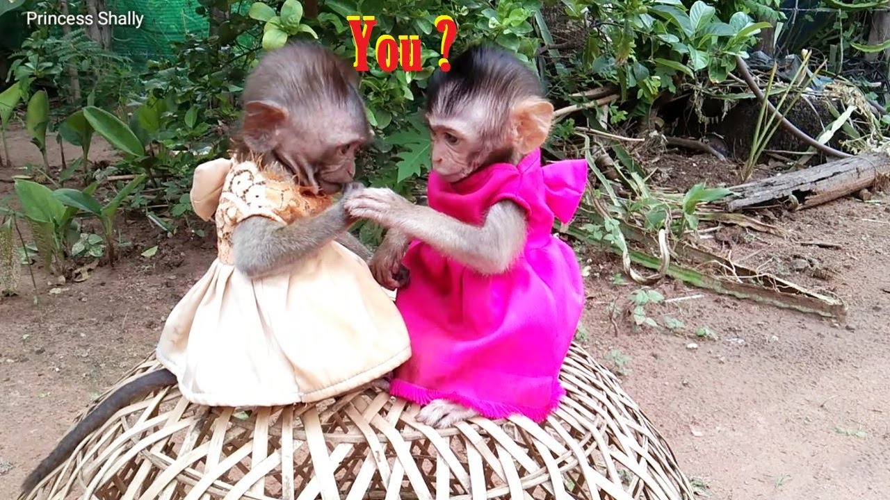 So Sweet Tiny Kids Shally And Janny Making Friend But Why Shally Angry On Janny